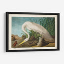Pl 386 Garza Blanca - John James Audubon | Cuadro decorativo de Canvas Lab