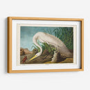 Pl 386 Garza Blanca - John James Audubon | Cuadro decorativo de Canvas Lab