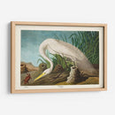 Pl 386 Garza Blanca - John James Audubon | Cuadro decorativo de Canvas Lab