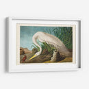 Pl 386 Garza Blanca - John James Audubon | Cuadro decorativo de Canvas Lab