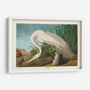 Pl 386 Garza Blanca - John James Audubon | Cuadro decorativo de Canvas Lab