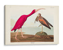 Pl 397 Scarlet Ibis - John James Audubon | Cuadro decorativo de Canvas Lab