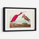 Pl 397 Scarlet Ibis - John James Audubon | Cuadro decorativo de Canvas Lab