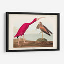 Pl 397 Scarlet Ibis - John James Audubon | Cuadro decorativo de Canvas Lab