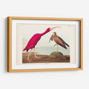 Pl 397 Scarlet Ibis - John James Audubon | Cuadro decorativo de Canvas Lab