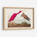 Pl 397 Scarlet Ibis - John James Audubon | Cuadro decorativo de Canvas Lab