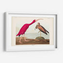 Pl 397 Scarlet Ibis - John James Audubon | Cuadro decorativo de Canvas Lab