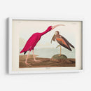 Pl 397 Scarlet Ibis - John James Audubon | Cuadro decorativo de Canvas Lab