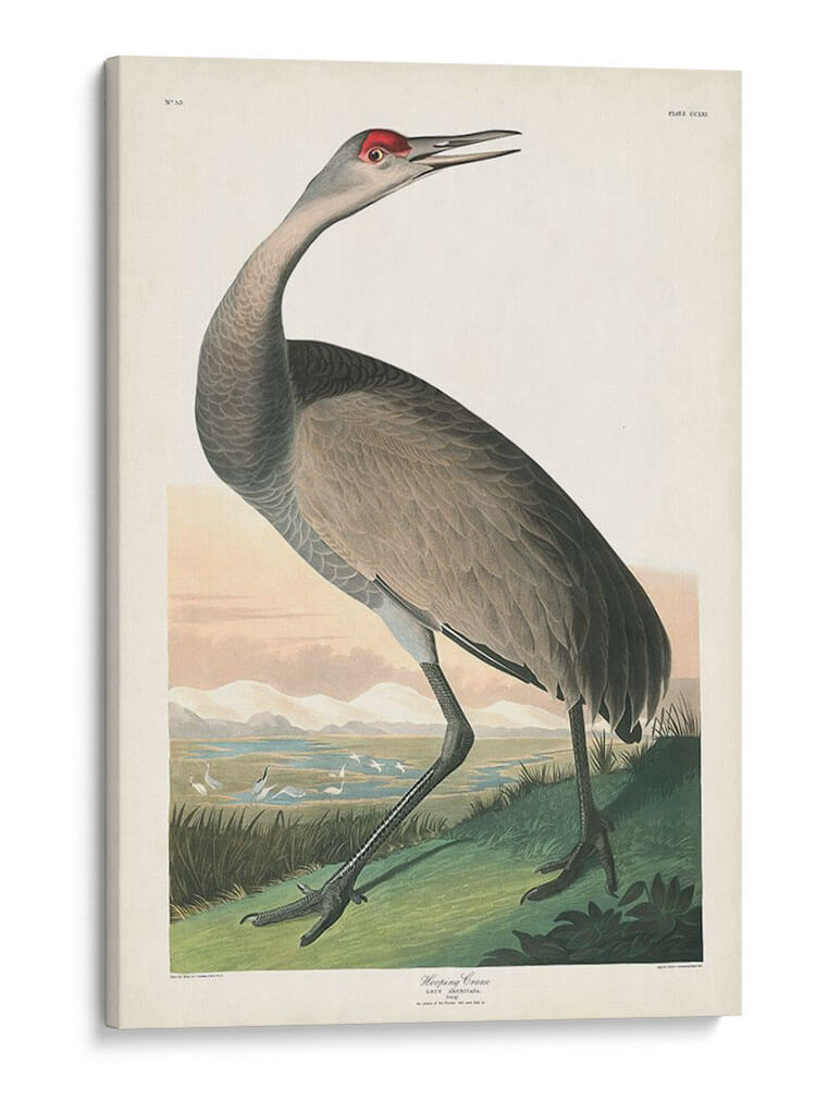 Pl 261 Grúa De Aro De Aro - John James Audubon | Cuadro decorativo de Canvas Lab