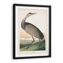 Pl 261 Grúa De Aro De Aro - John James Audubon | Cuadro decorativo de Canvas Lab