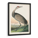 Pl 261 Grúa De Aro De Aro - John James Audubon | Cuadro decorativo de Canvas Lab