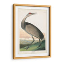 Pl 261 Grúa De Aro De Aro - John James Audubon | Cuadro decorativo de Canvas Lab