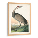 Pl 261 Grúa De Aro De Aro - John James Audubon | Cuadro decorativo de Canvas Lab
