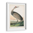 Pl 261 Grúa De Aro De Aro - John James Audubon | Cuadro decorativo de Canvas Lab