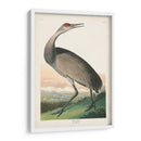 Pl 261 Grúa De Aro De Aro - John James Audubon | Cuadro decorativo de Canvas Lab