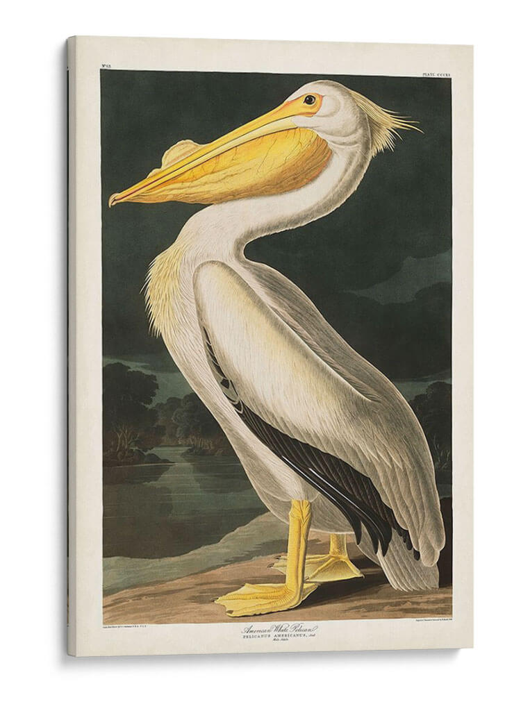 Pl 311 Americano Pelícano Blanco - John James Audubon | Cuadro decorativo de Canvas Lab