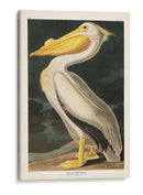 Pl 311 Americano Pelícano Blanco - John James Audubon | Cuadro decorativo de Canvas Lab
