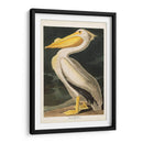 Pl 311 Americano Pelícano Blanco - John James Audubon | Cuadro decorativo de Canvas Lab
