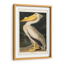 Pl 311 Americano Pelícano Blanco - John James Audubon | Cuadro decorativo de Canvas Lab