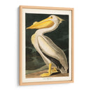 Pl 311 Americano Pelícano Blanco - John James Audubon | Cuadro decorativo de Canvas Lab