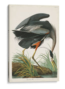 Pl 211 Gran Garza Azul - John James Audubon | Cuadro decorativo de Canvas Lab