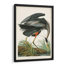Pl 211 Gran Garza Azul - John James Audubon | Cuadro decorativo de Canvas Lab