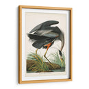 Pl 211 Gran Garza Azul - John James Audubon | Cuadro decorativo de Canvas Lab