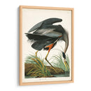 Pl 211 Gran Garza Azul - John James Audubon | Cuadro decorativo de Canvas Lab
