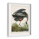 Pl 211 Gran Garza Azul - John James Audubon | Cuadro decorativo de Canvas Lab