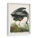 Pl 211 Gran Garza Azul - John James Audubon | Cuadro decorativo de Canvas Lab