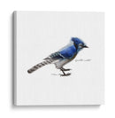 Songbird Study Iii - Bruce Dean | Cuadro decorativo de Canvas Lab