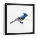 Songbird Study Iii - Bruce Dean | Cuadro decorativo de Canvas Lab