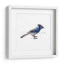 Songbird Study Iii - Bruce Dean | Cuadro decorativo de Canvas Lab