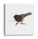 Songbird Study Iv - Bruce Dean | Cuadro decorativo de Canvas Lab