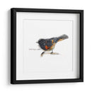 Songbird Study Iv - Bruce Dean | Cuadro decorativo de Canvas Lab