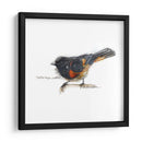 Songbird Study Iv - Bruce Dean | Cuadro decorativo de Canvas Lab
