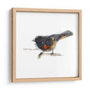 Songbird Study Iv - Bruce Dean | Cuadro decorativo de Canvas Lab