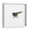 Songbird Study Iv - Bruce Dean | Cuadro decorativo de Canvas Lab