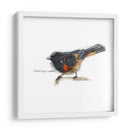 Songbird Study Iv - Bruce Dean | Cuadro decorativo de Canvas Lab