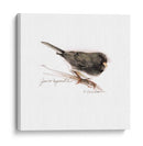 Songbird Study V - Bruce Dean | Cuadro decorativo de Canvas Lab