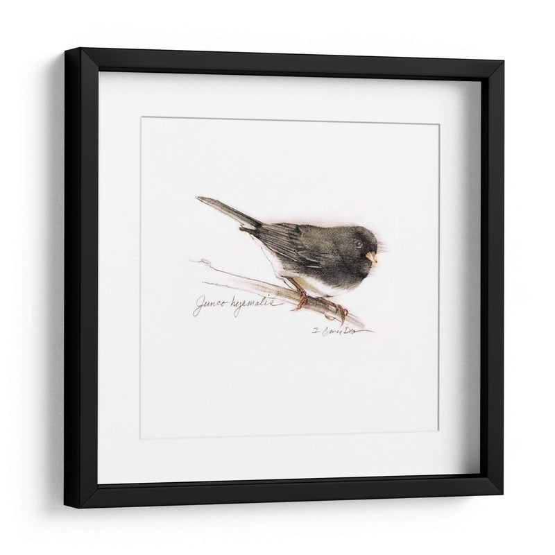 Songbird Study V - Bruce Dean | Cuadro decorativo de Canvas Lab