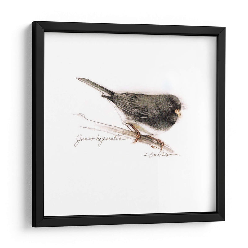 Songbird Study V - Bruce Dean | Cuadro decorativo de Canvas Lab