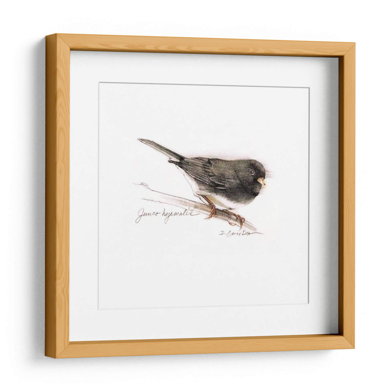 Songbird Study V - Bruce Dean | Cuadro decorativo de Canvas Lab