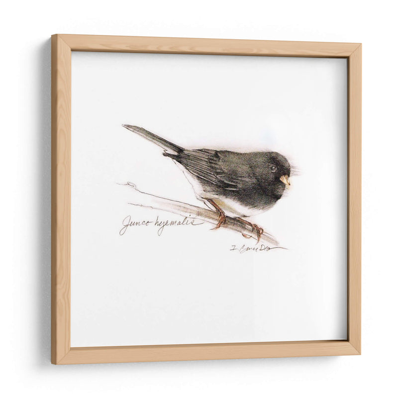 Songbird Study V - Bruce Dean | Cuadro decorativo de Canvas Lab