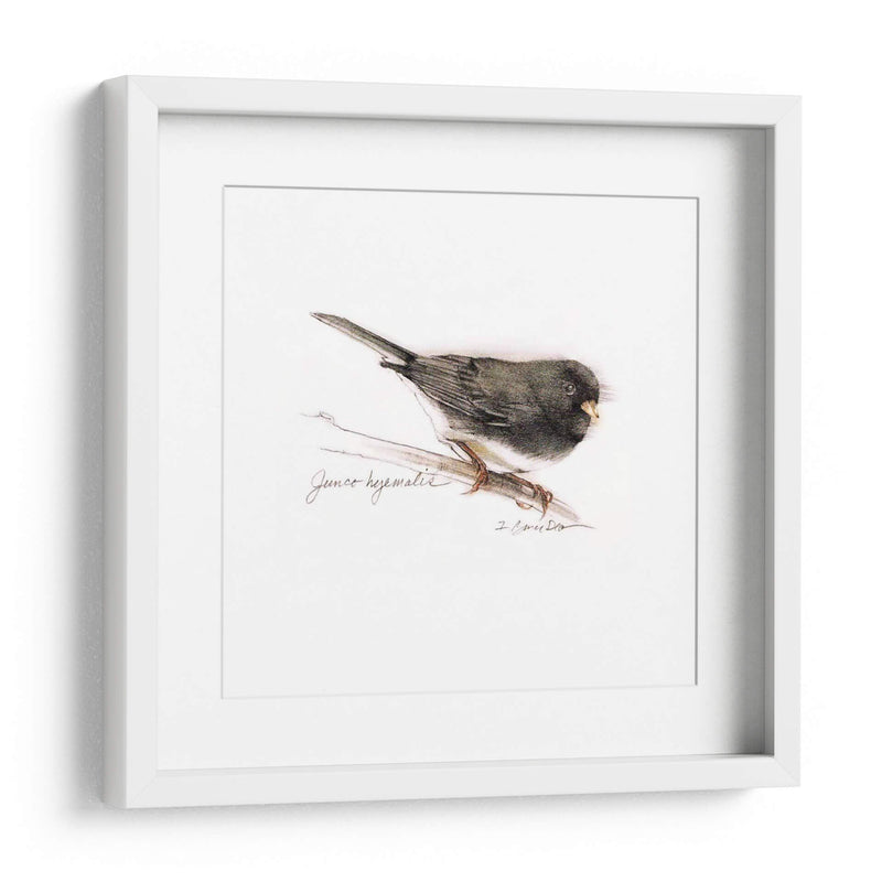 Songbird Study V - Bruce Dean | Cuadro decorativo de Canvas Lab