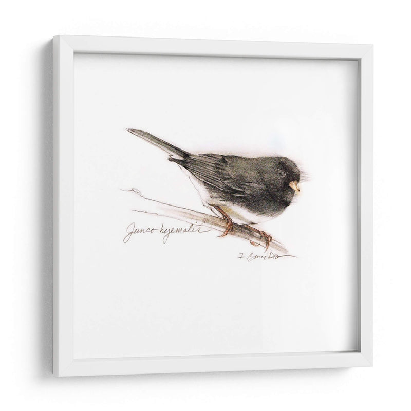 Songbird Study V - Bruce Dean | Cuadro decorativo de Canvas Lab