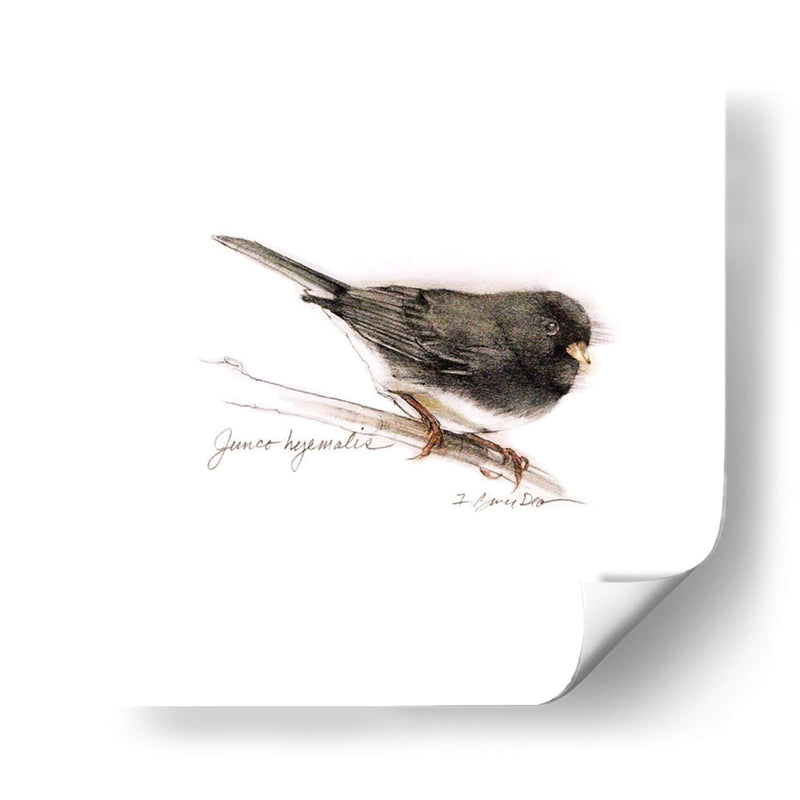 Songbird Study V - Bruce Dean | Cuadro decorativo de Canvas Lab