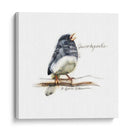 Songbird Study Vi - Bruce Dean | Cuadro decorativo de Canvas Lab