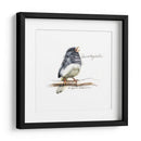 Songbird Study Vi - Bruce Dean | Cuadro decorativo de Canvas Lab