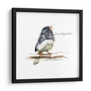 Songbird Study Vi - Bruce Dean | Cuadro decorativo de Canvas Lab